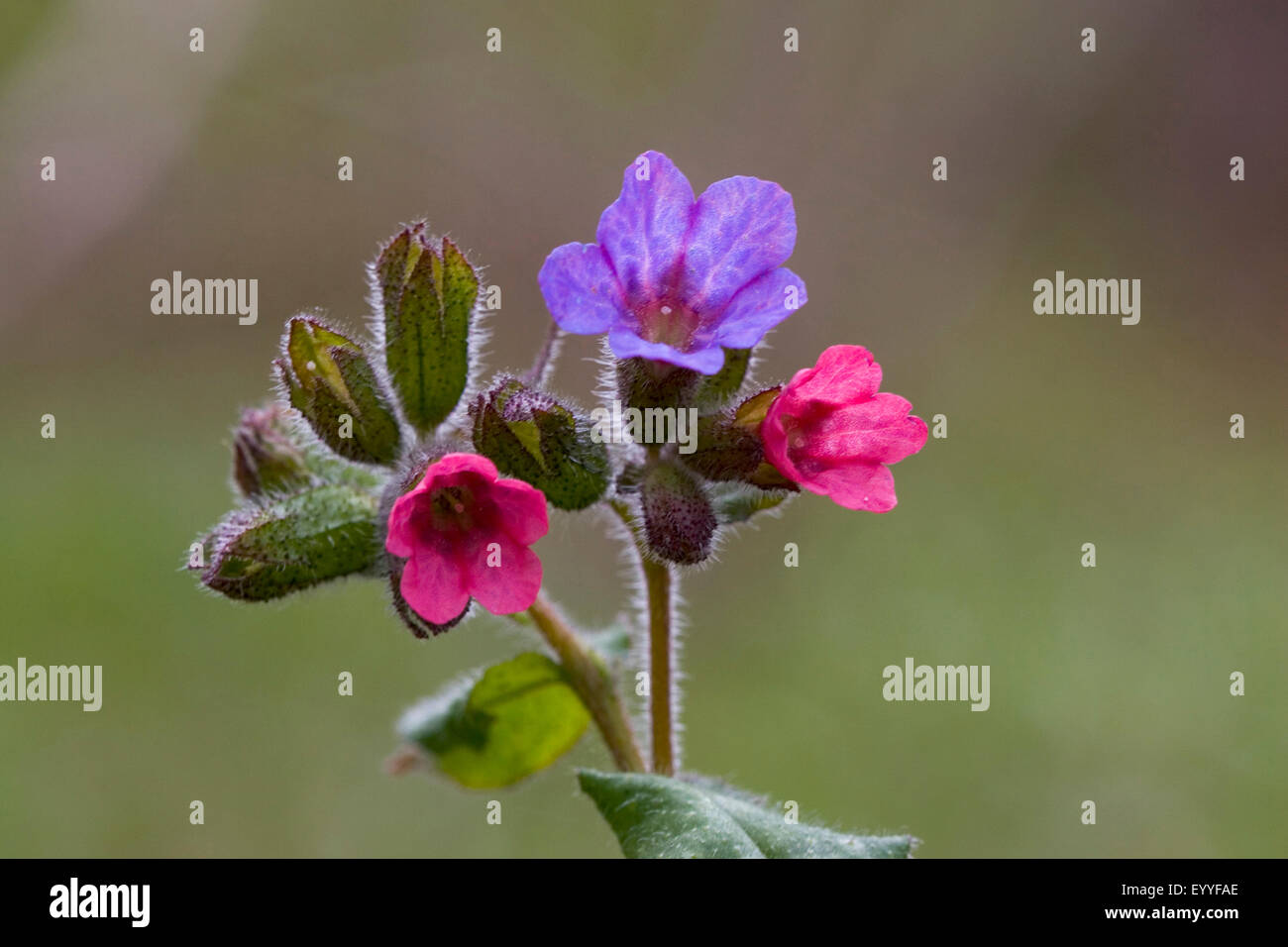 Common lungwort (Pulmonaria officinalis), flowers, Germany Stock Photo