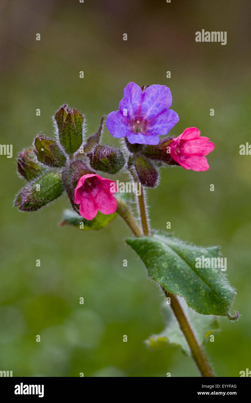 Common lungwort (Pulmonaria officinalis), flowers, Germany Stock Photo