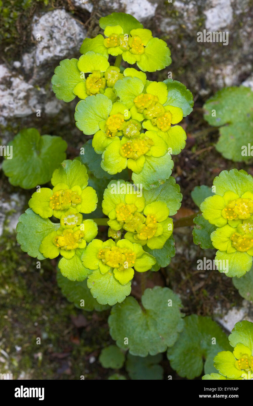 alternate-leaved golden-saxifrage (Chrysosplenium alternifolium), flowering, Germany Stock Photo