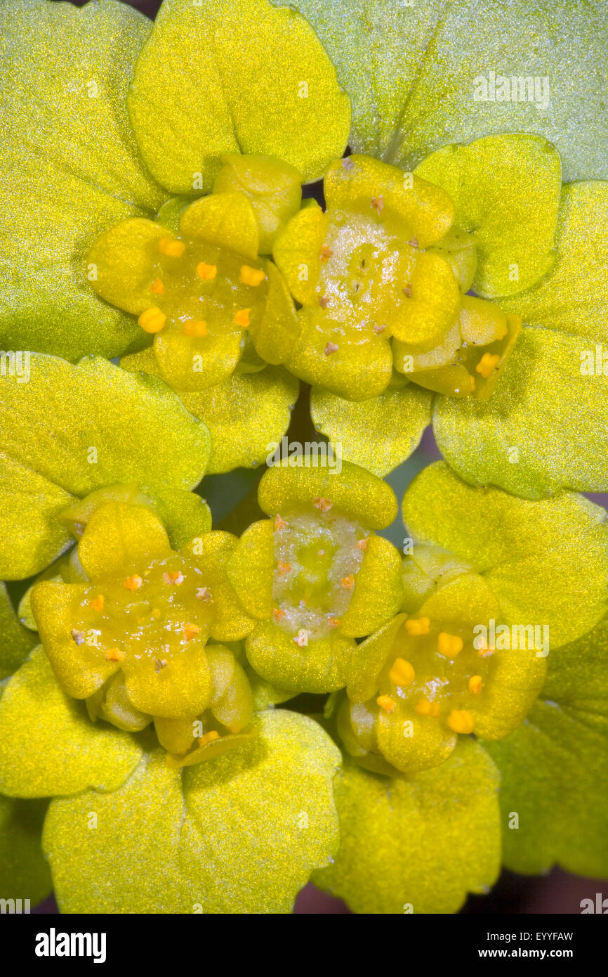 alternate-leaved golden-saxifrage (Chrysosplenium alternifolium), flowering, Germany Stock Photo