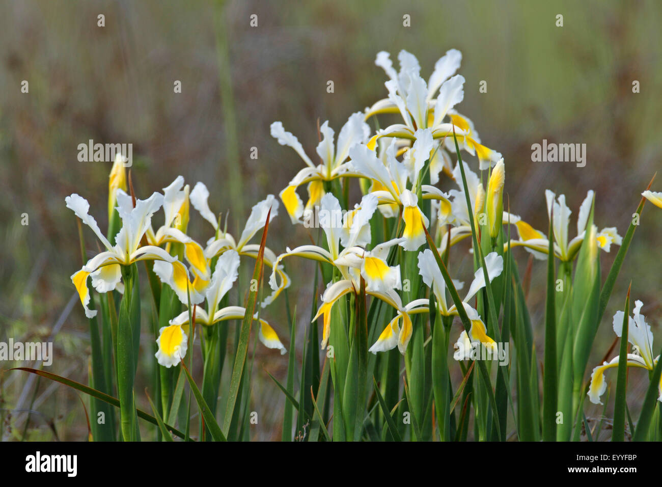 Oriental Iris (Iris orientalis), group of flowering iris, Greece, Lesbos Stock Photo