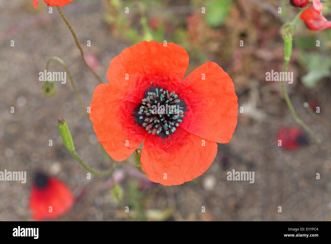 pinnate poppy, prickly poppy (Papaver argemone), blossom, Greece, Lesbos Stock Photo