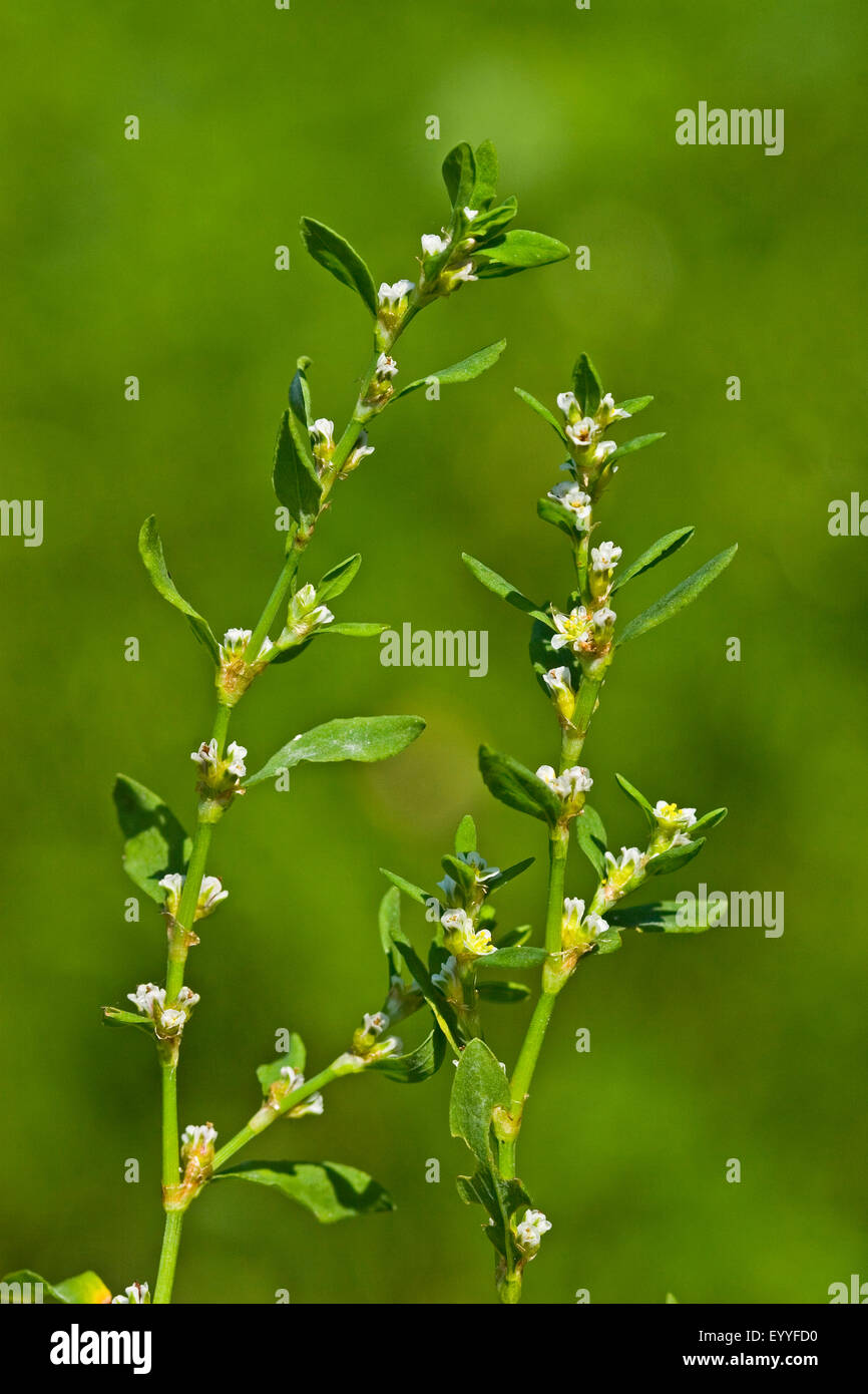 Common Knotgrass, Birdweed, Pigweed, Lowgrass (Polygonum aviculare, Polygonum aviculare agg.), flowering, Germany Stock Photo