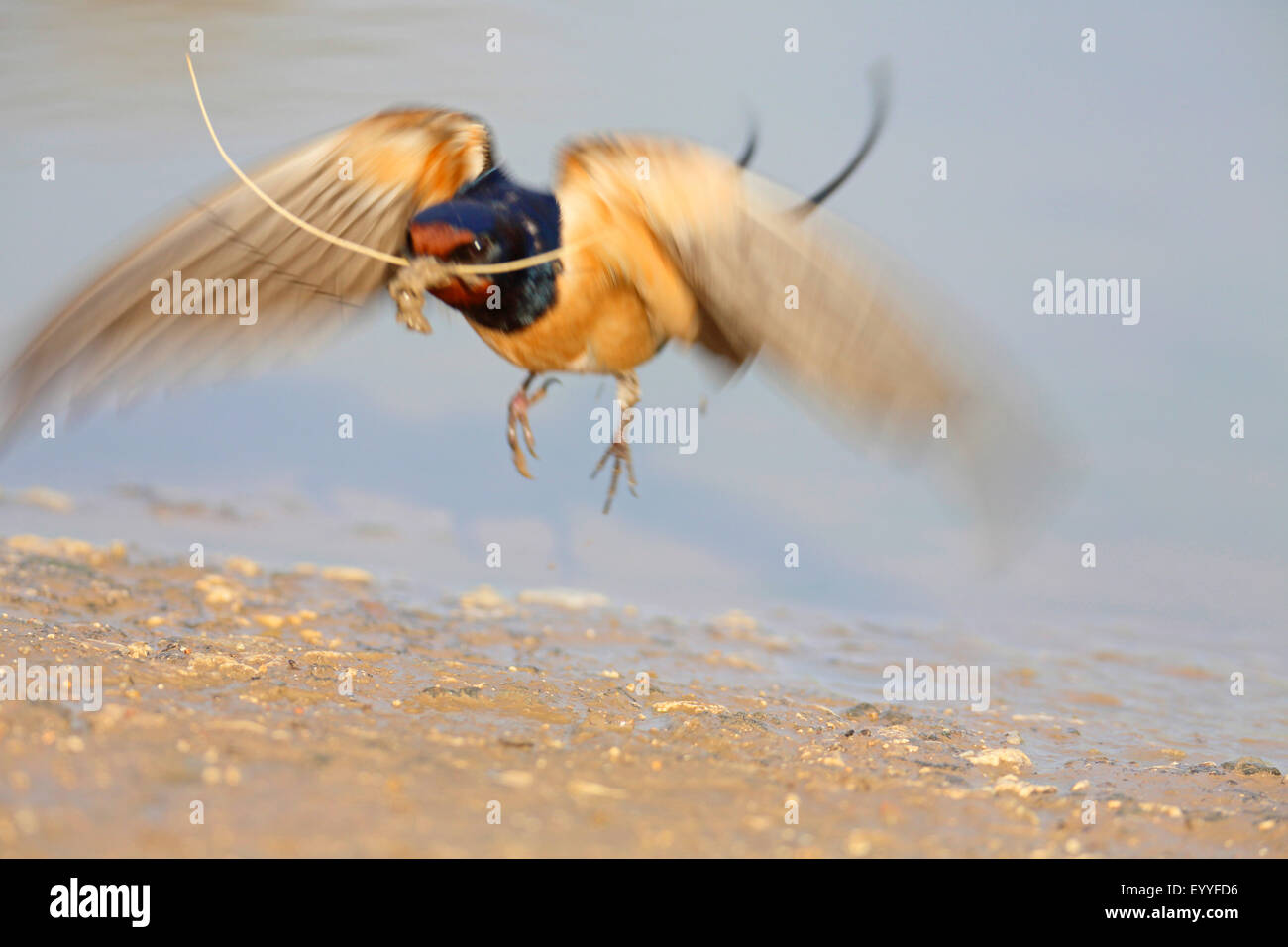 barn swallow (Hirundo rustica), takes off from the water place with nesting material in the bill, Bulgaria, Kaliakra Stock Photo