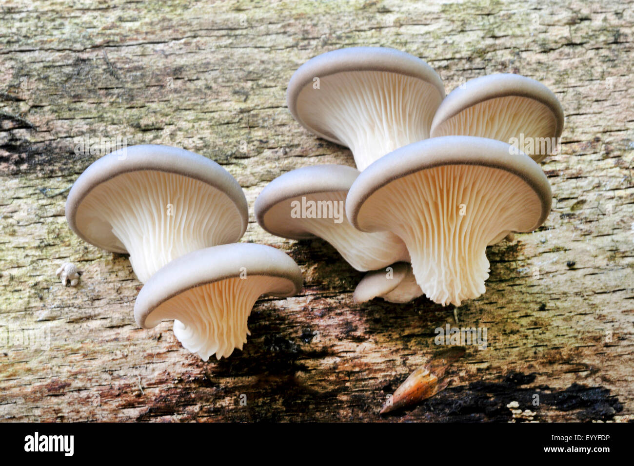 Oyster mushroom (Pleurotus ostreatus), fruiting bodies at deadwood, Germany Stock Photo