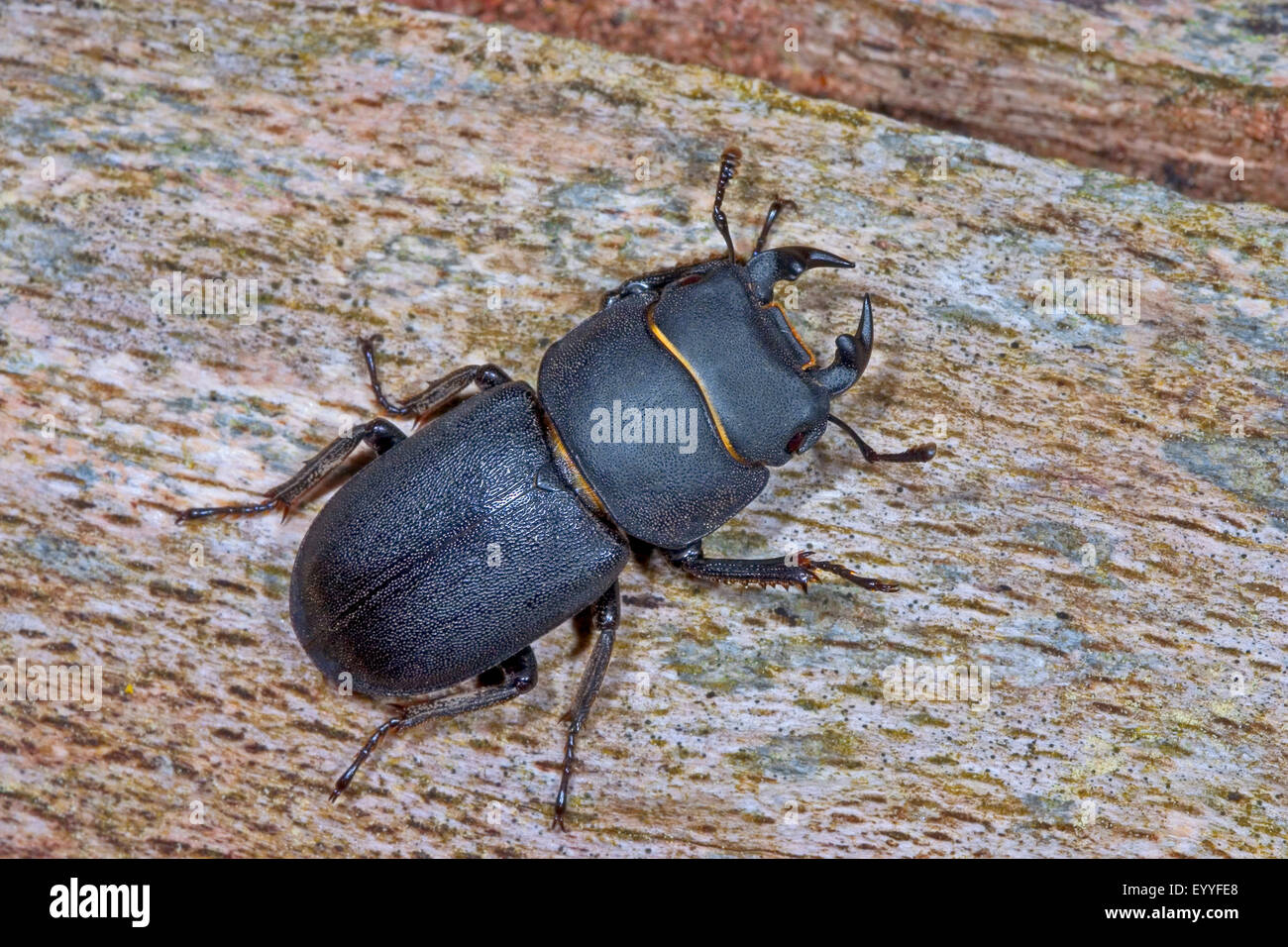 Lesser Stag Beetle Dorcus Parallelipipedus Dorcus Parallelopipedus