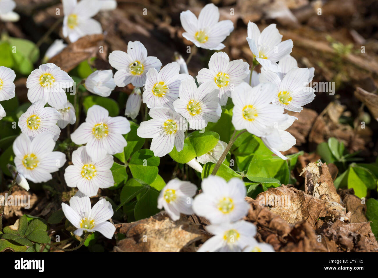 common wood sorrel, wood-sorrel, Irish shamrock (Oxalis acetosella), blooming, Germany Stock Photo