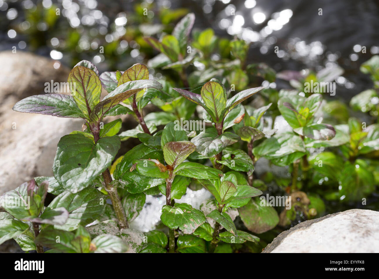 Wild water mint, Water mint, Horse mint (Mentha aquatica), leaves before flowers, Germany Stock Photo