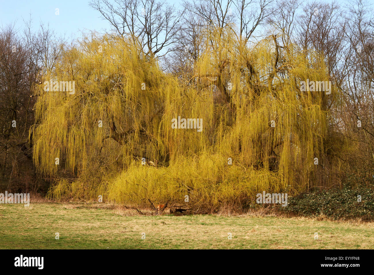 dwarf gray willow (Salix tristis), shooting in spring, Germany Stock Photo