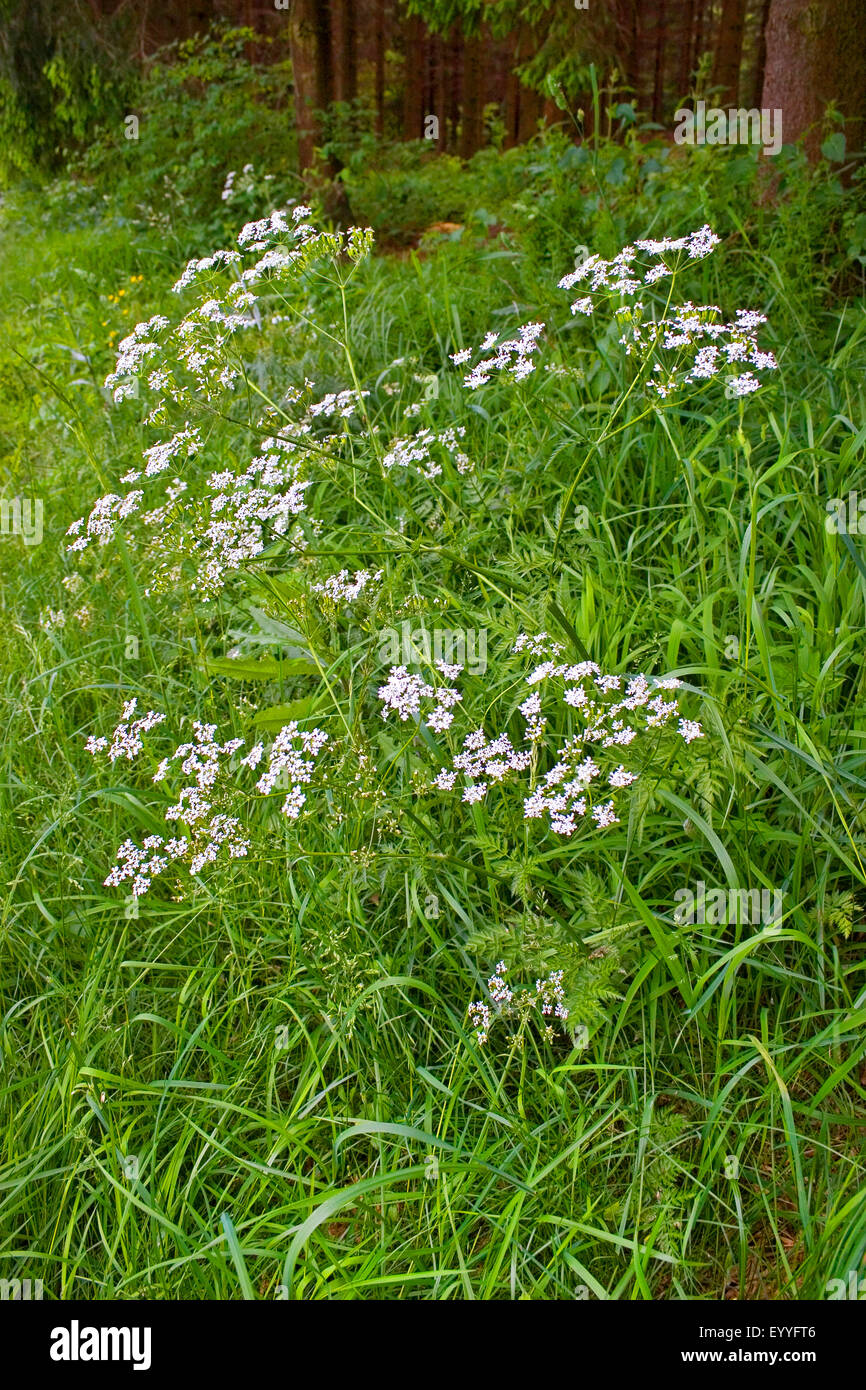 cow parsley, wild chervil (Anthriscus sylvestris), flowering, Germany Stock Photo