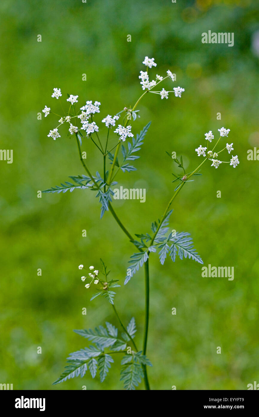cow parsley, wild chervil (Anthriscus sylvestris), flowering, Germany Stock Photo
