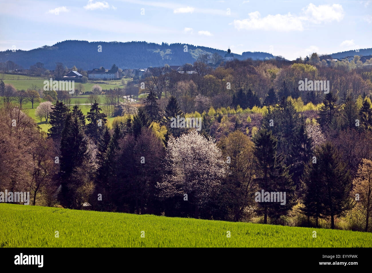 low mountain landscape near Affeln in spring, Germany, North Rhine-Westphalia, Sauerland, Neuenrade Stock Photo