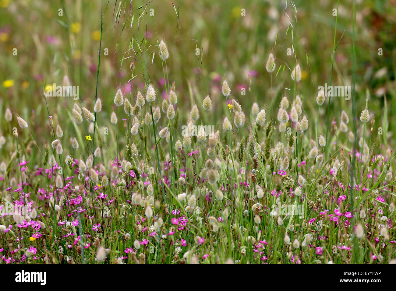 hare's-tail (Lagurus ovatus), flowering meadow, Greece, Lesbos Stock Photo