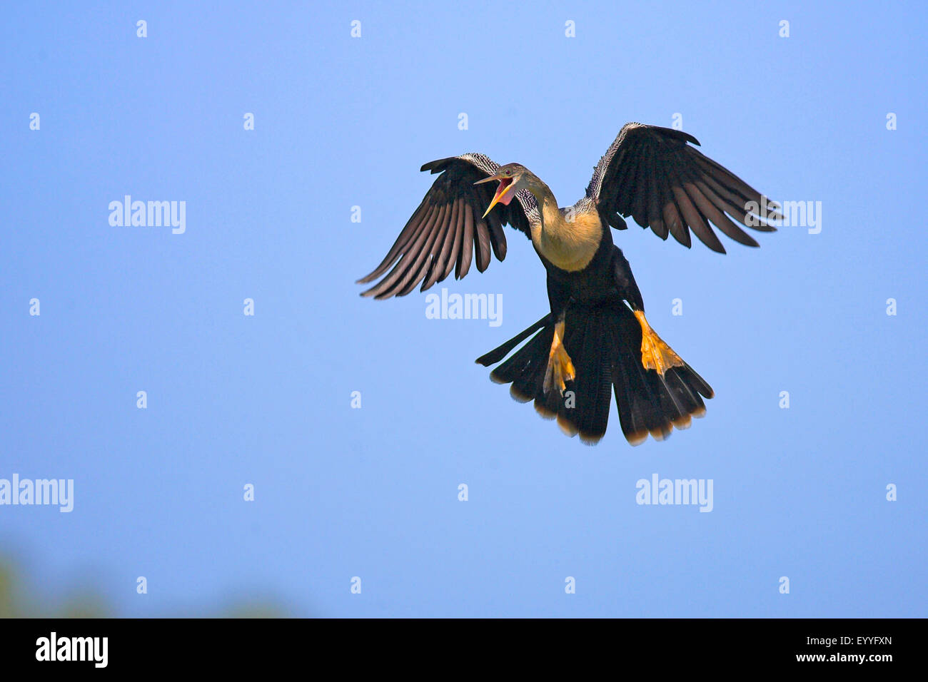 American darter (Anhinga anhinga), female flying, short before landing, USA, Florida Stock Photo