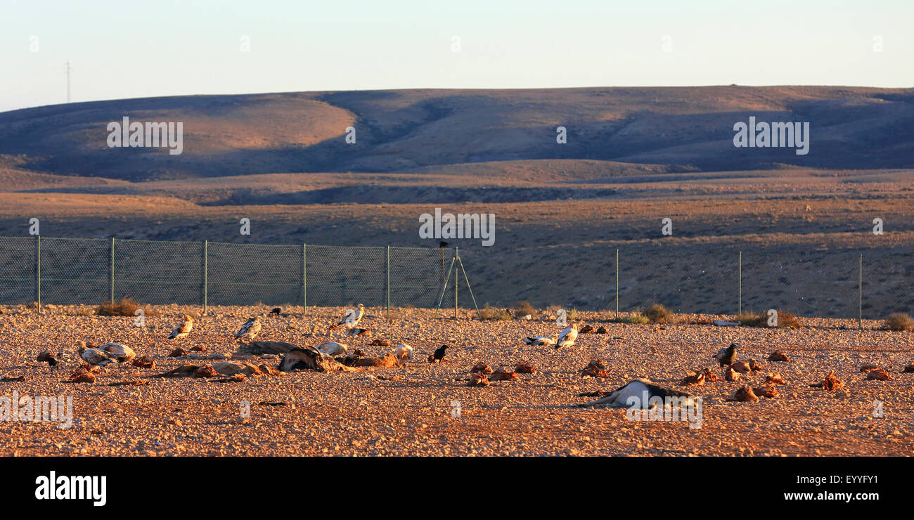 Egyptian vulture (Neophron percnopterus), group of vultures at a feeding ground, Canary Islands, Fuerteventura Stock Photo
