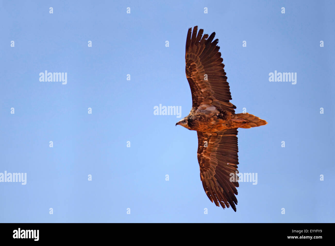 Egyptian vulture (Neophron percnopterus), immature vulture flying, Canary Islands, Fuerteventura Stock Photo