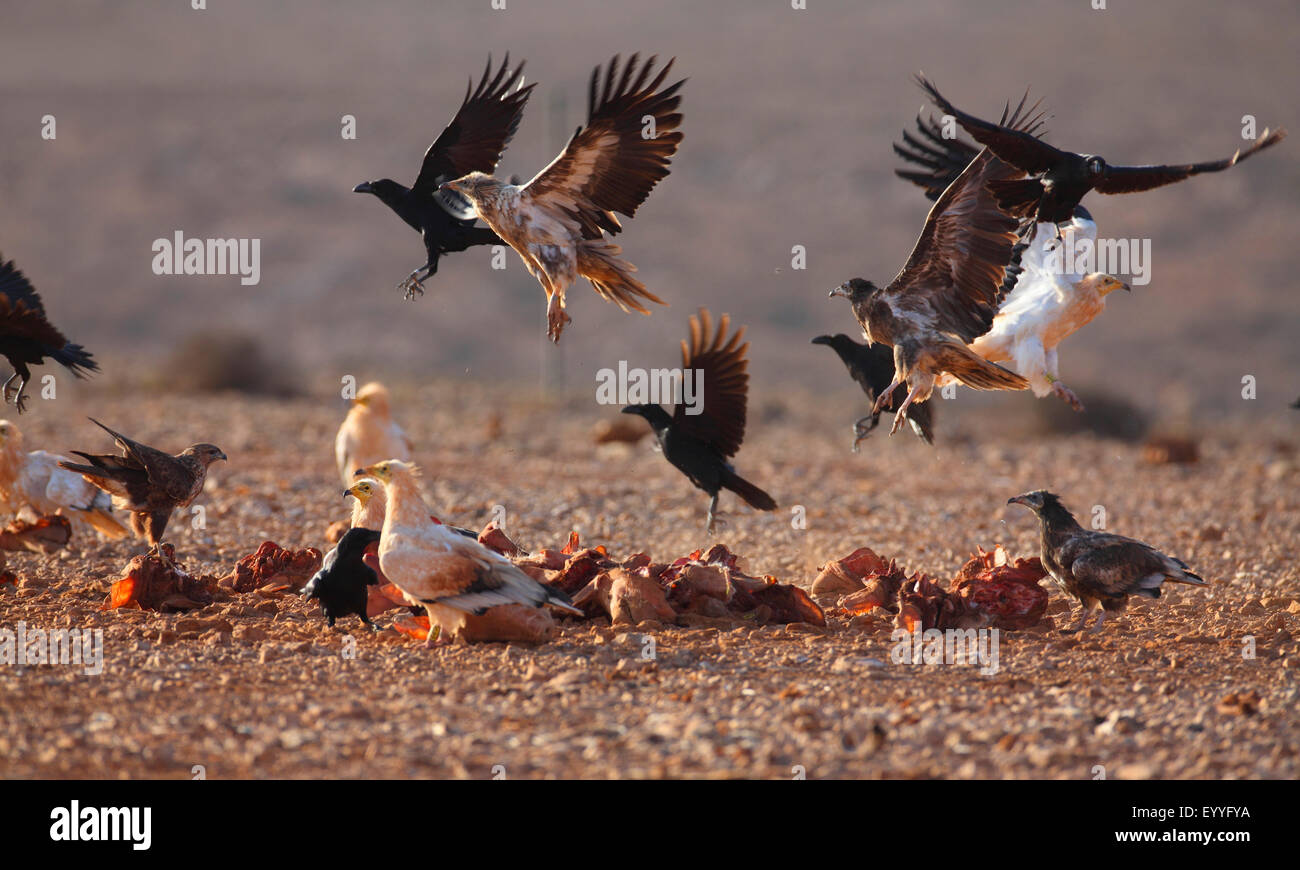 Egyptian vulture (Neophron percnopterus), Egyptian vultures and ravens at a feeding ground, flying off, Canary Islands, Fuerteventura Stock Photo
