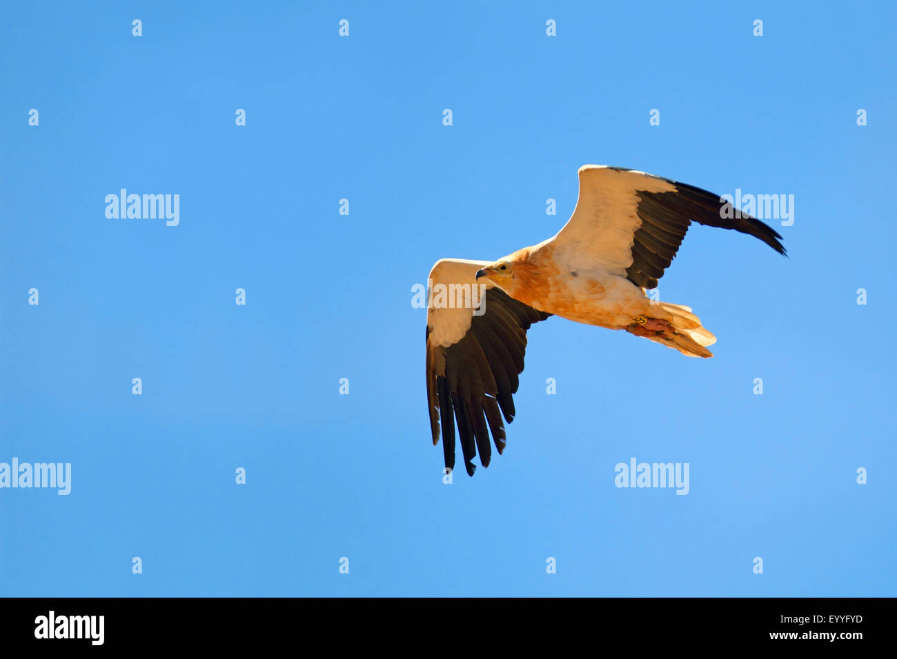 Egyptian vulture (Neophron percnopterus), flying, Canary Islands, Fuerteventura Stock Photo