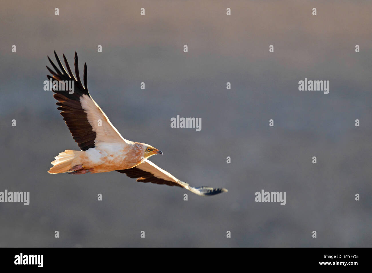 Egyptian vulture (Neophron percnopterus), flying, Canary Islands, Fuerteventura Stock Photo