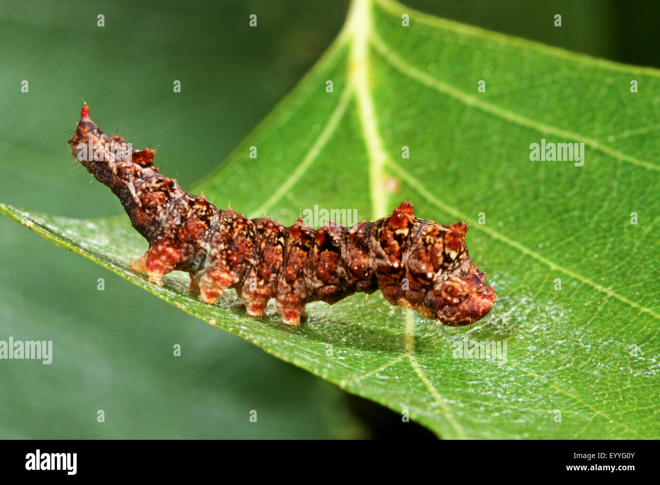 Scalloped hooktip (Falcaria lacertinaria, Drepana dimidiata), caterpillar, Germany Stock Photo
