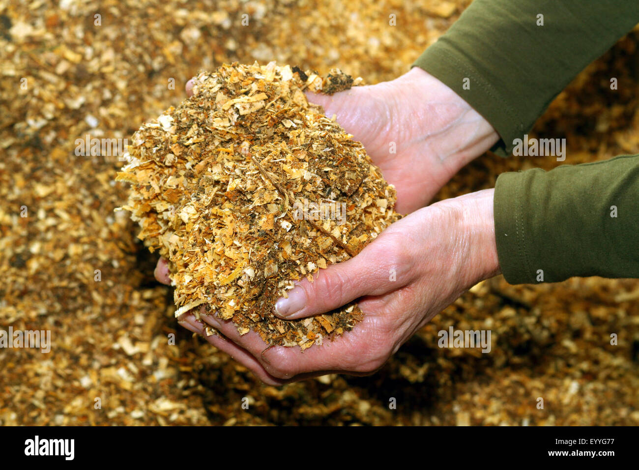 wood shavings for the garden in the hands of a woman, Germany Stock Photo