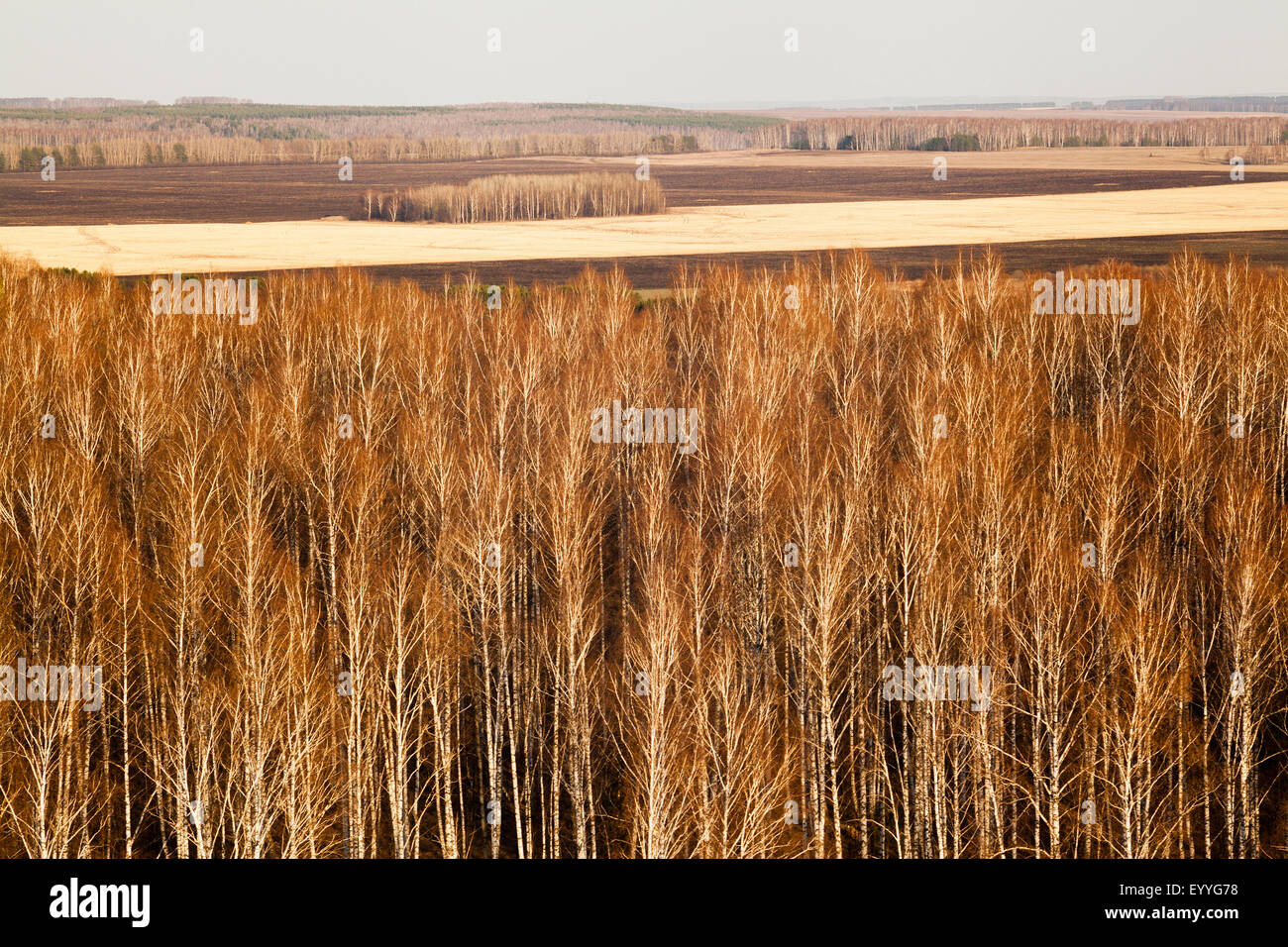 Trees in rural landscape Stock Photo - Alamy