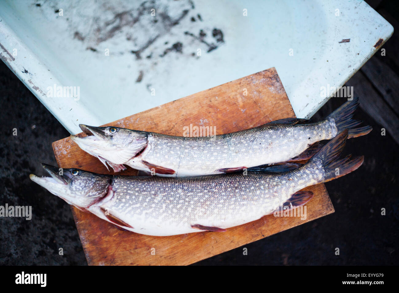 Close up of fresh caught fish on cutting board Stock Photo