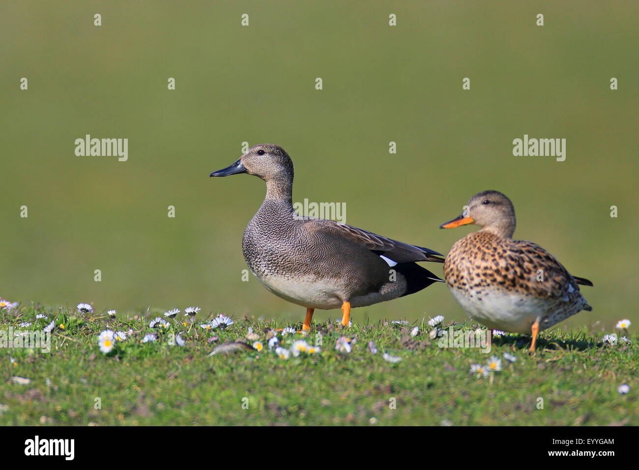 gadwall (Anas strepera, Mareca strepera), pair stands on grassland, Netherlands, Frisia Stock Photo