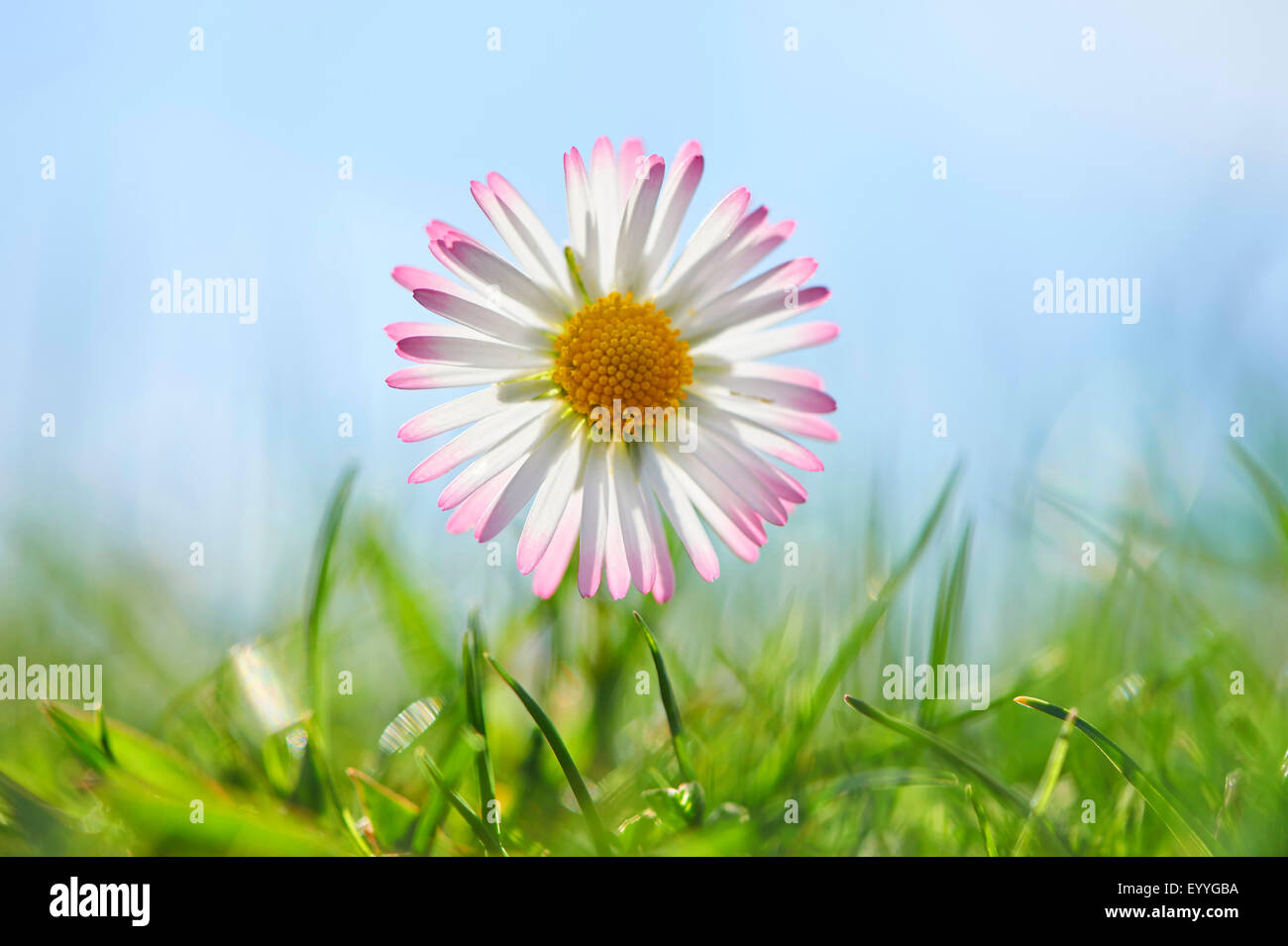common daisy, lawn daisy, English daisy (Bellis perennis), flower, Germany, Bavaria, Oberpfalz Stock Photo