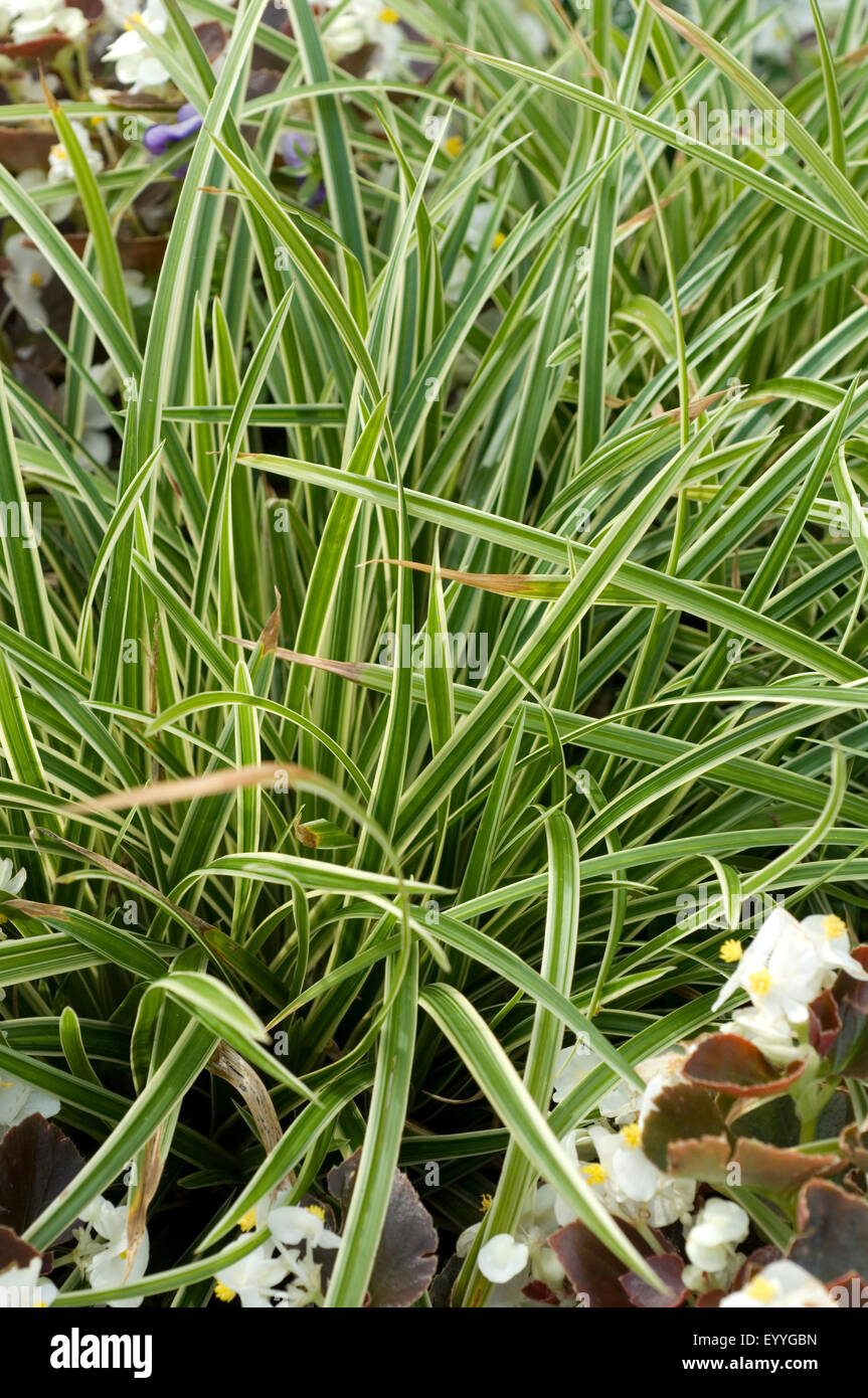 Japan-Segge; Carex morrowii; Ice Dance Stock Photo