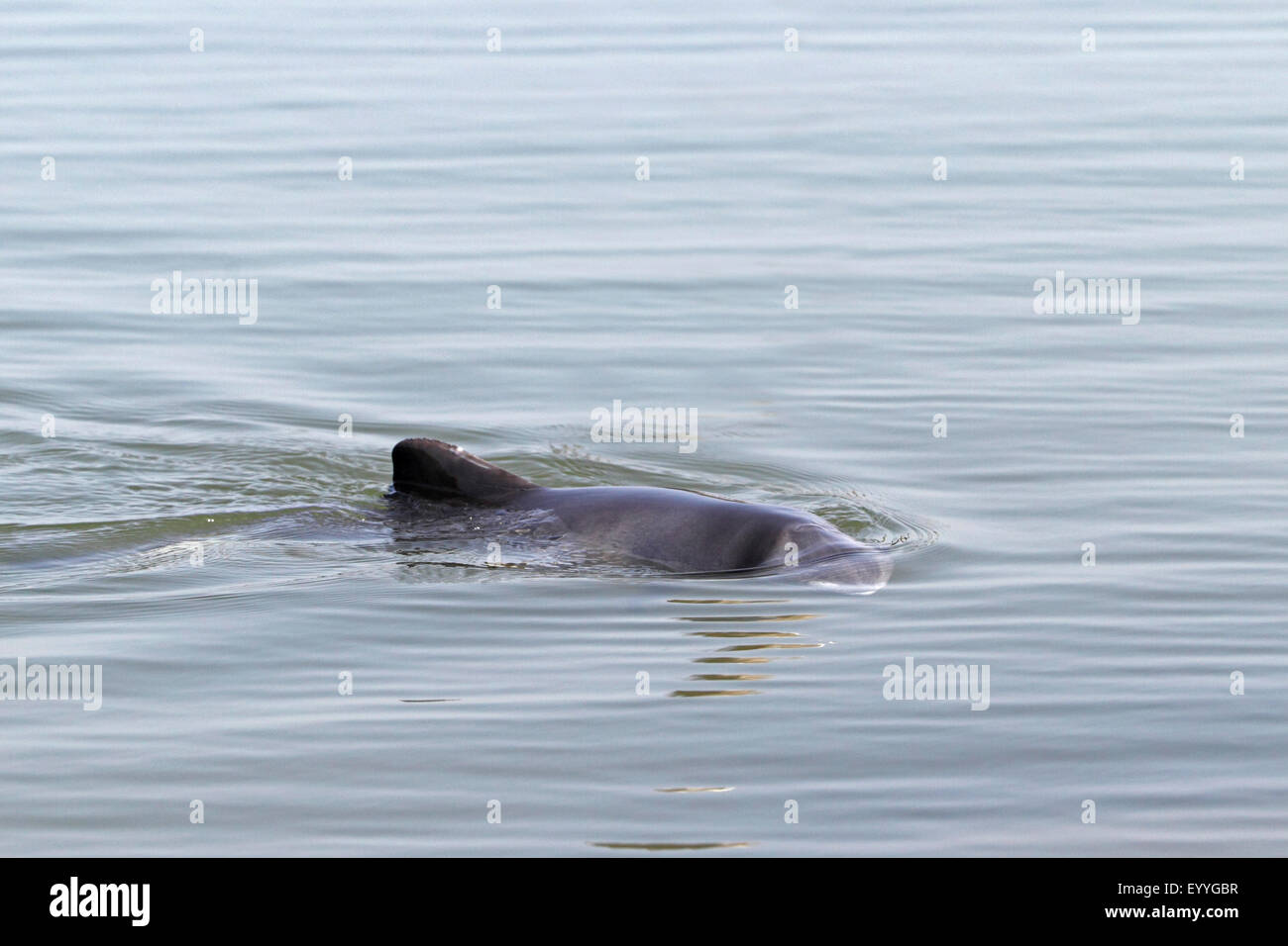 Phoecaena phoecaena (Phoecaena phoecaena), swims at the water surface, Netherlands, Frisia, Breezand Stock Photo