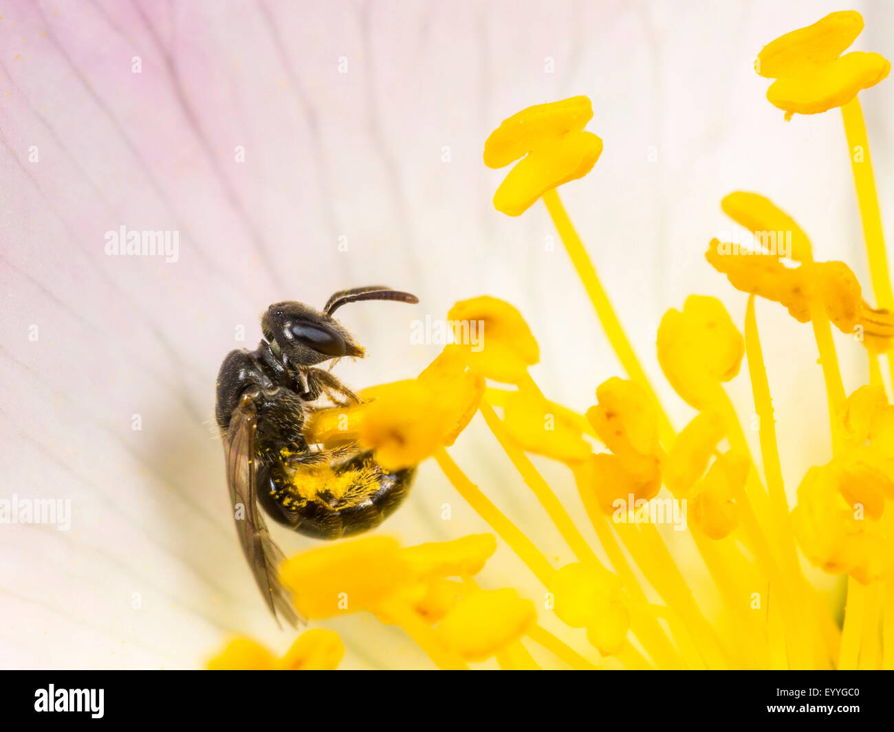 Sweat bee (Lasioglossum politum), female foraging on Dog Rose (Rosa canina), Germany Stock Photo
