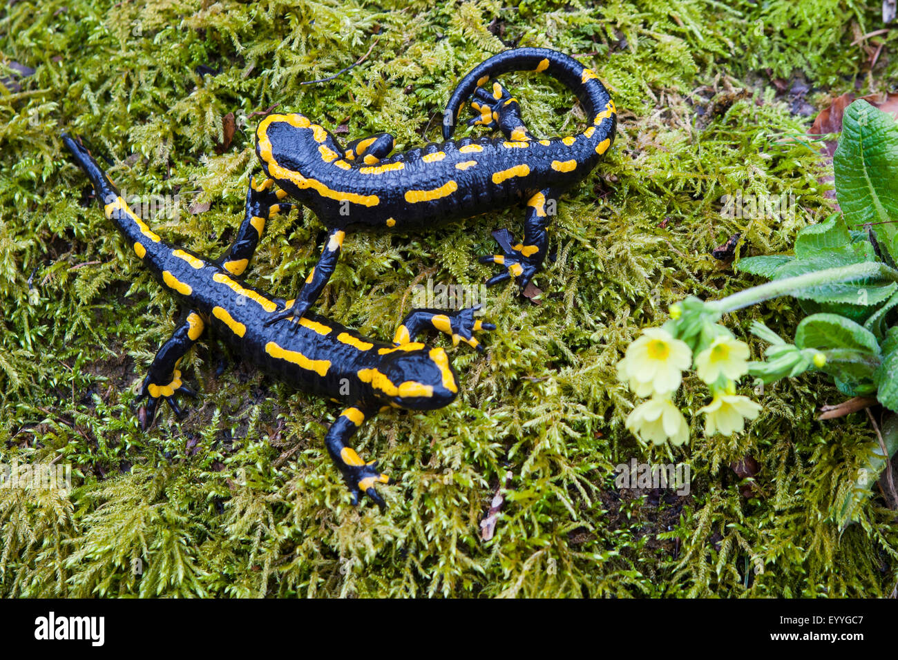 European fire salamander (Salamandra salamandra), two European fire