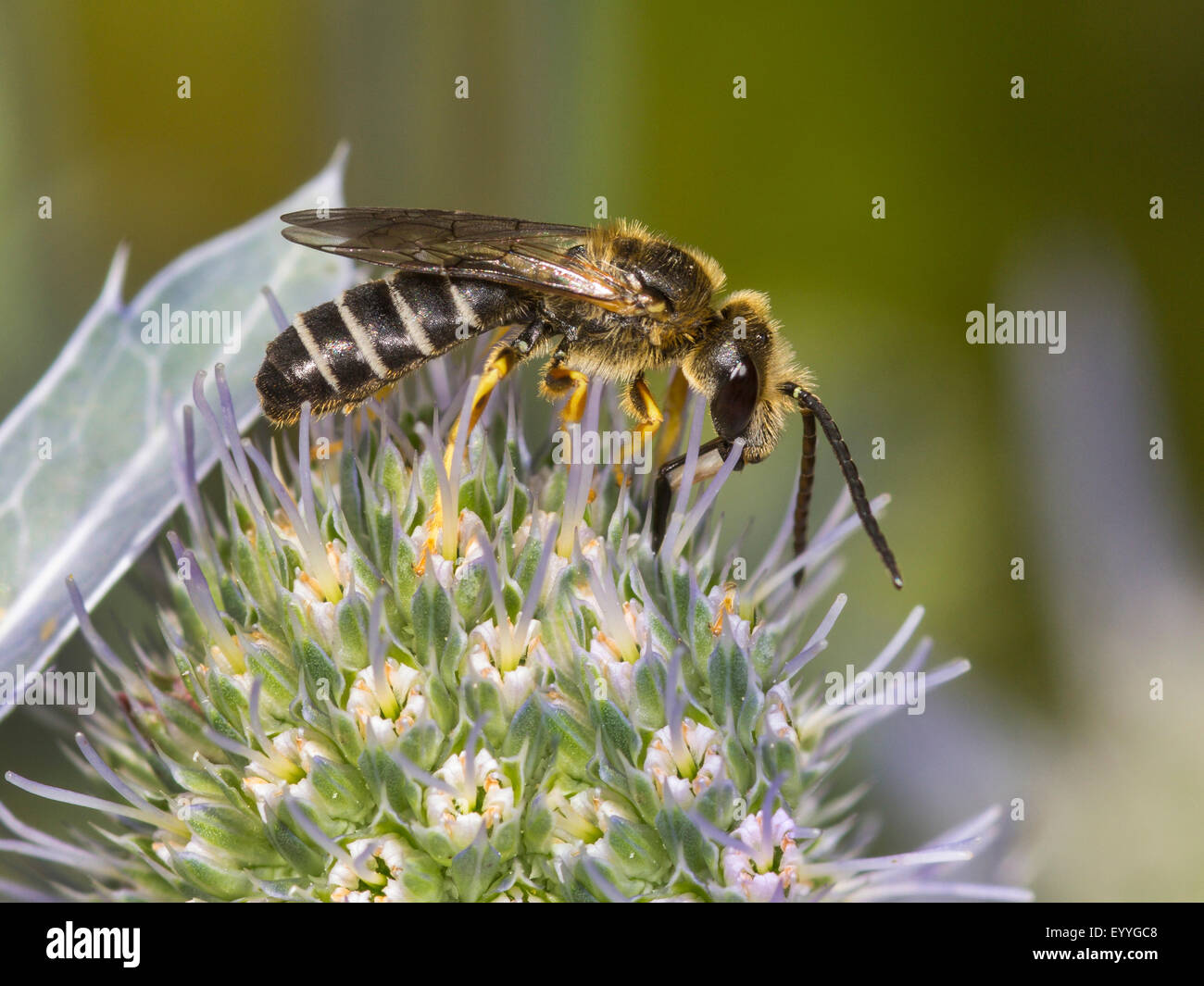 sweat bee (Halictus langobardicus), male foraging on Eryngo (Eryngium planum). , Germany Stock Photo