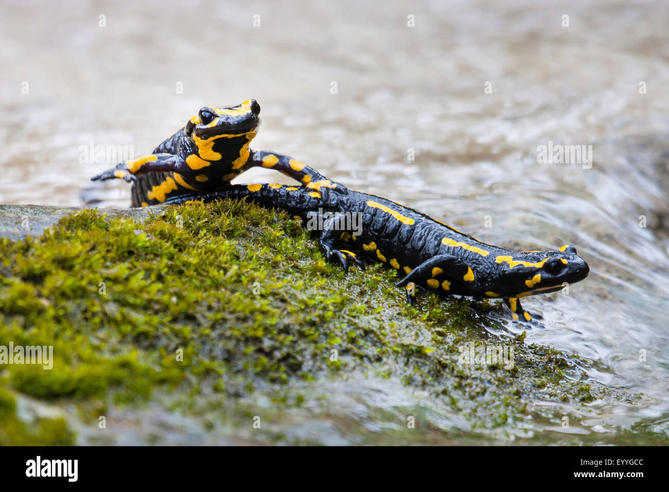 European fire salamander (Salamandra salamandra), two European fire
