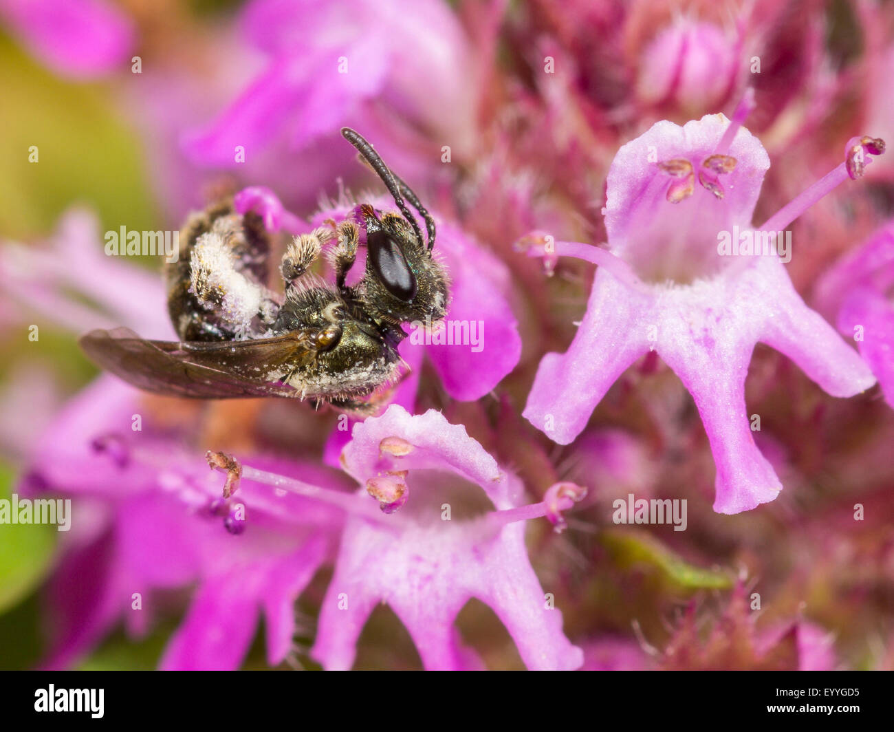 On wild thyme thymus hires stock photography and images Alamy