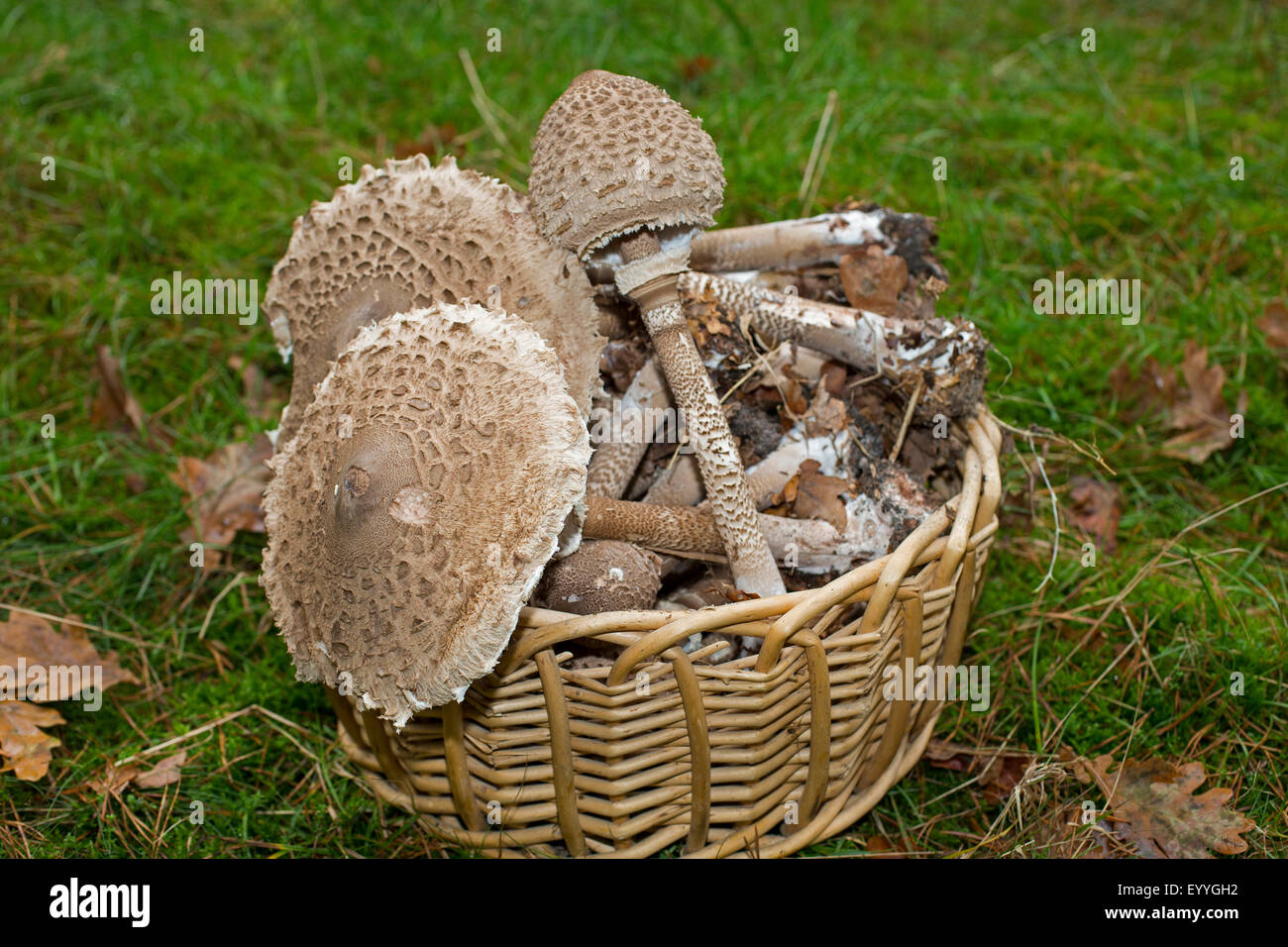 parasol, parasol mushroom (Macrolepiota procera, Lepiotia procera), collected mushrooms in a basket, Germany Stock Photo