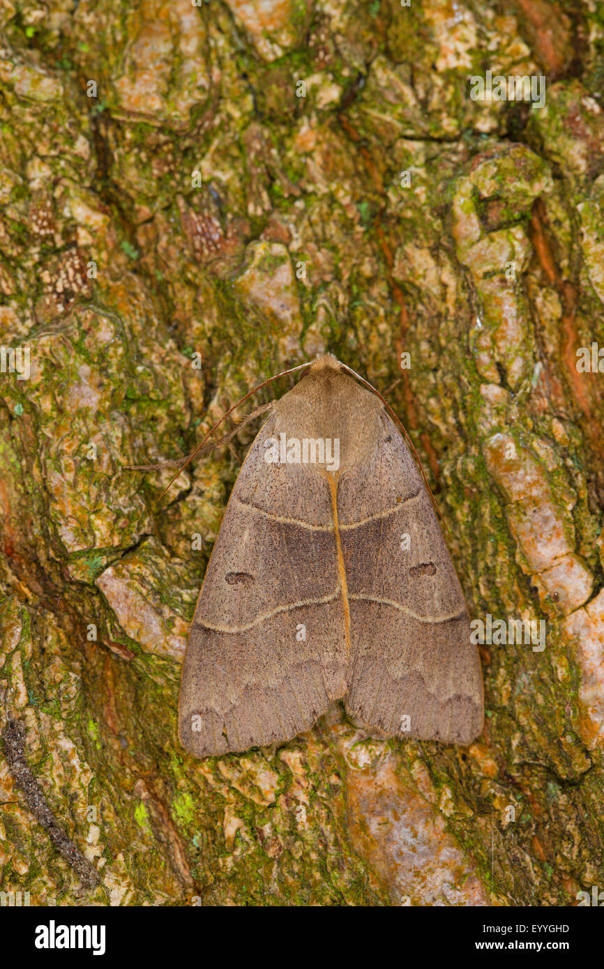 Lunar Double-stripe, Brown Underwing (Minucia lunaris, Pseudophia lunaris), on bark, Germany Stock Photo