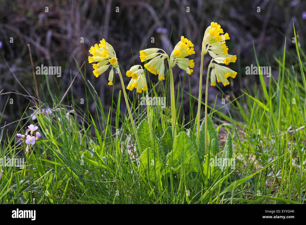 cowslip primrose (Primula veris), blooming, Germany Stock Photo