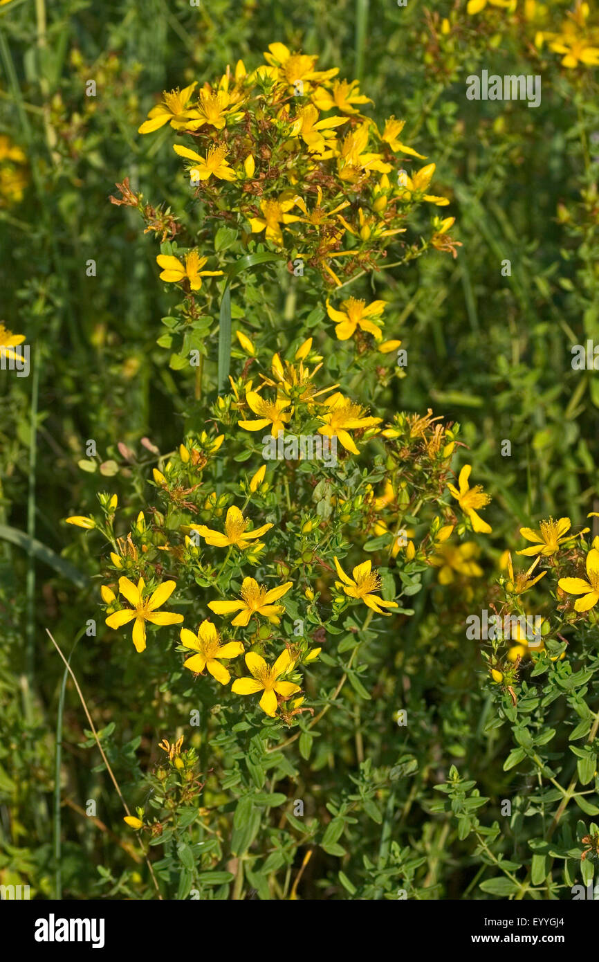 Common St John's-wort, perforate St John's-wort, klamath weed, St. John's-wort (Hypericum perforatum), blooming, Germany Stock Photo