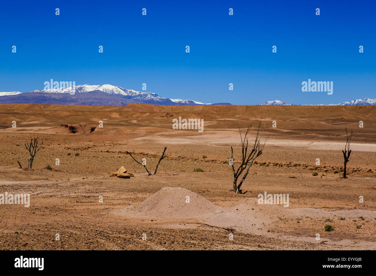 Bare trees in remote desert Stock Photo