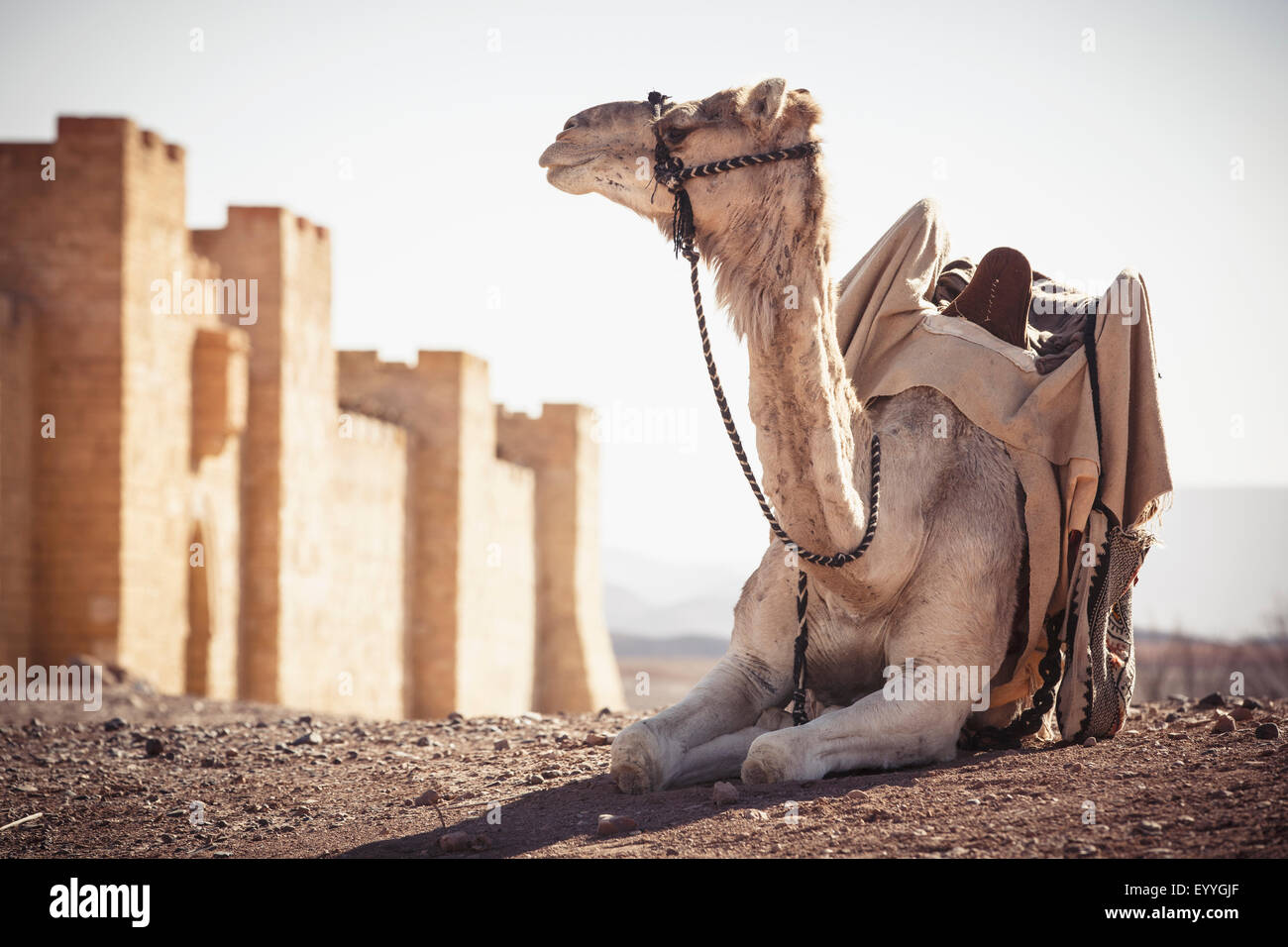 Camel resting outside city walls in desert, Ouarzazate, Souss-Massa-Draa, Morocco Stock Photo