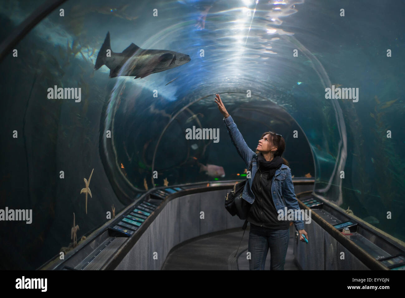 Caucasian woman admiring shark in aquarium tunnel Stock Photo