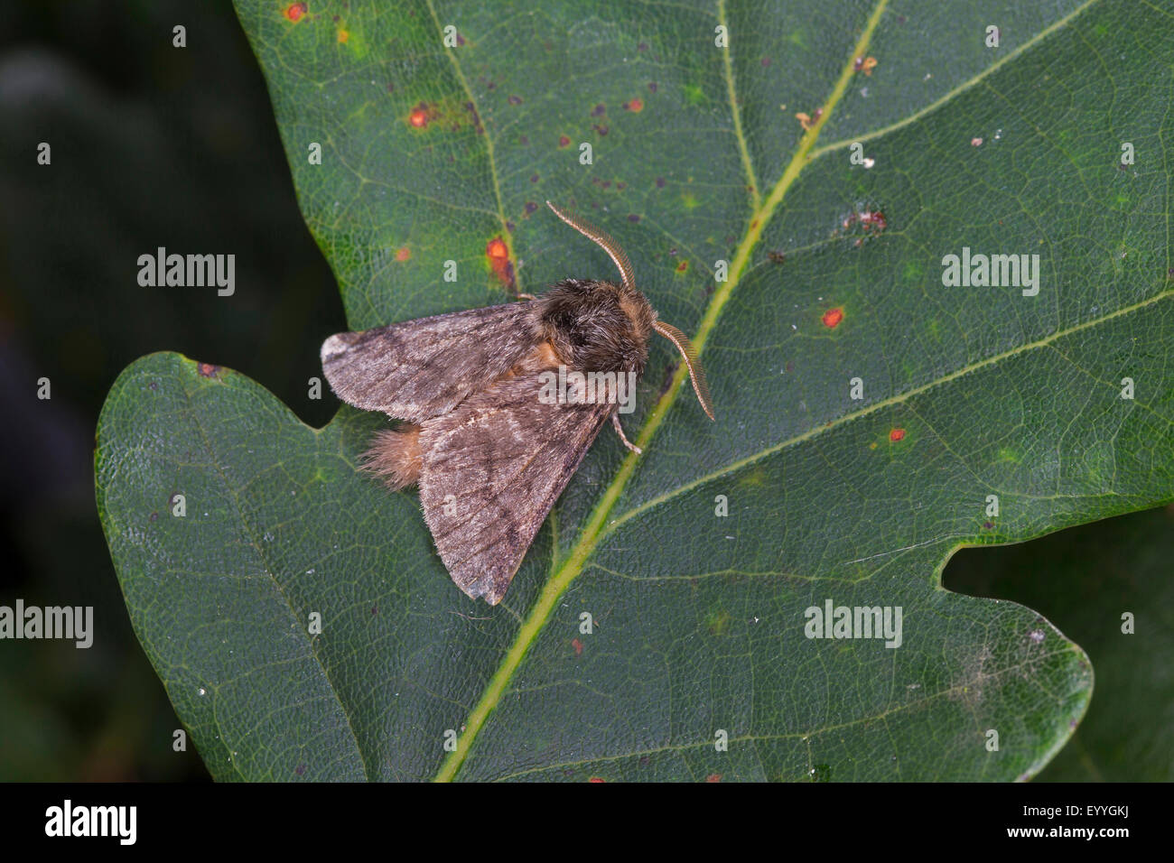 oak processionary moth (Thaumetopoea processionea), on a leaf, Germany