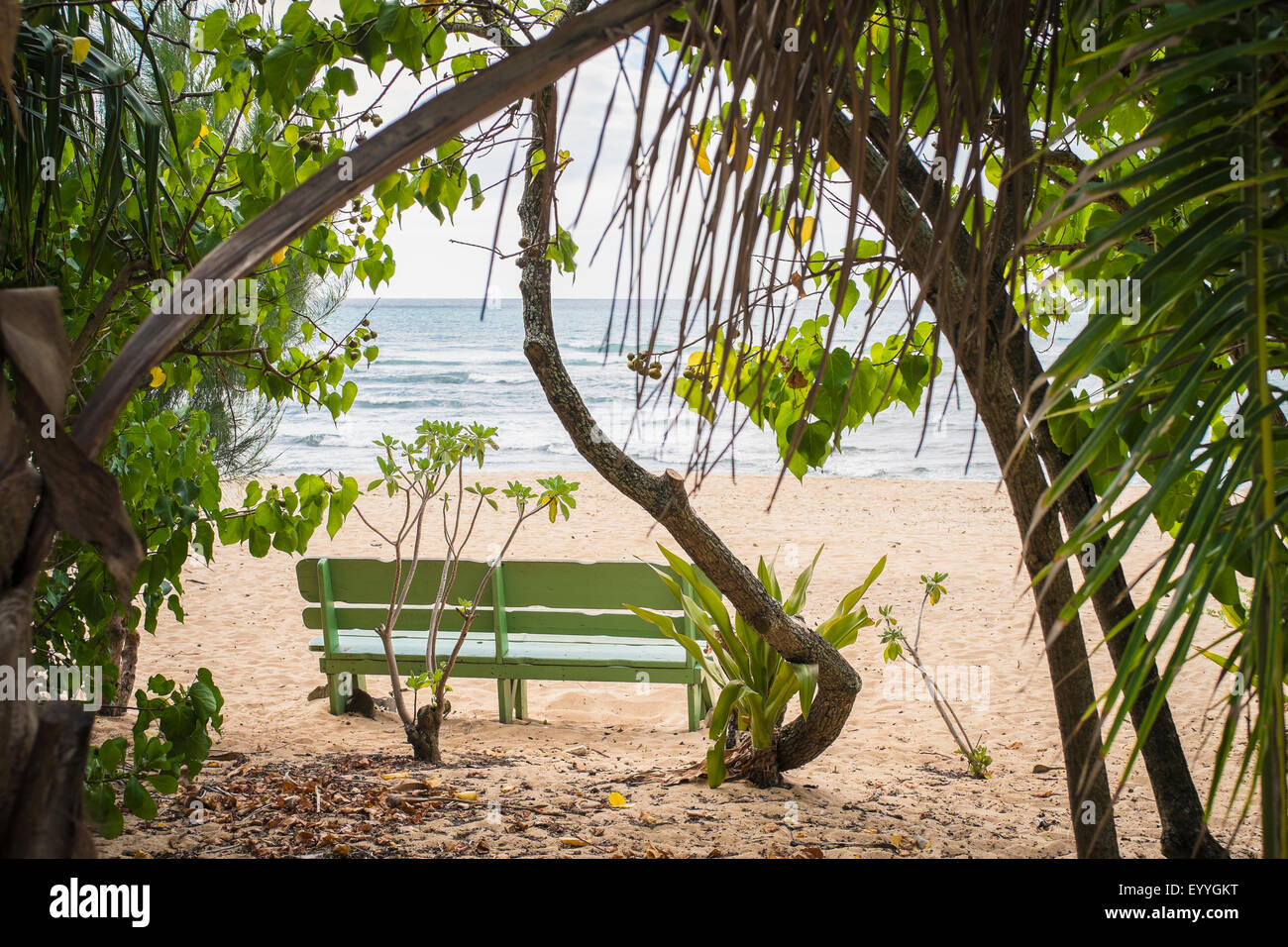 Empty bench and trees on beach Stock Photo