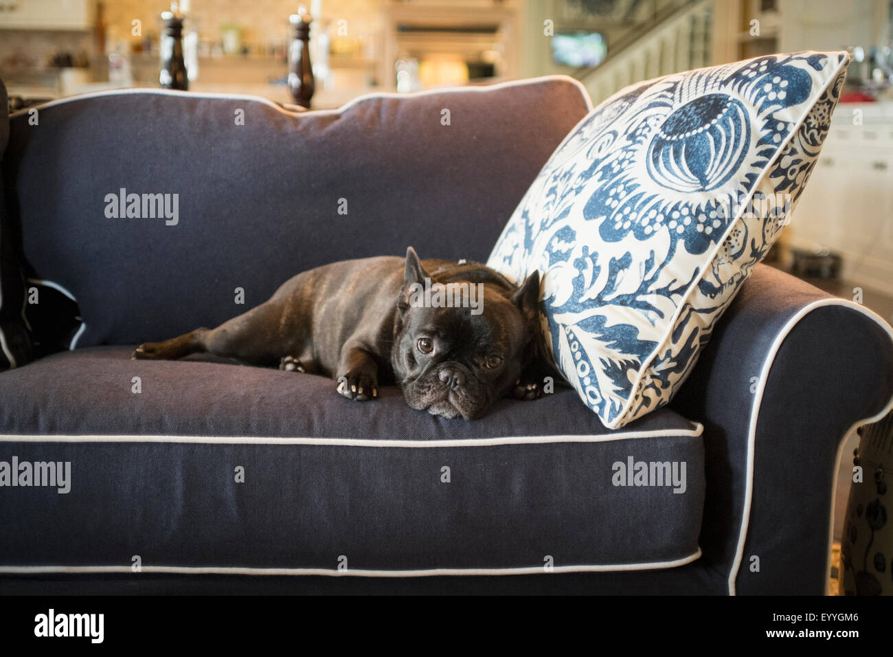 Dog laying on livingroom sofa Stock Photo
