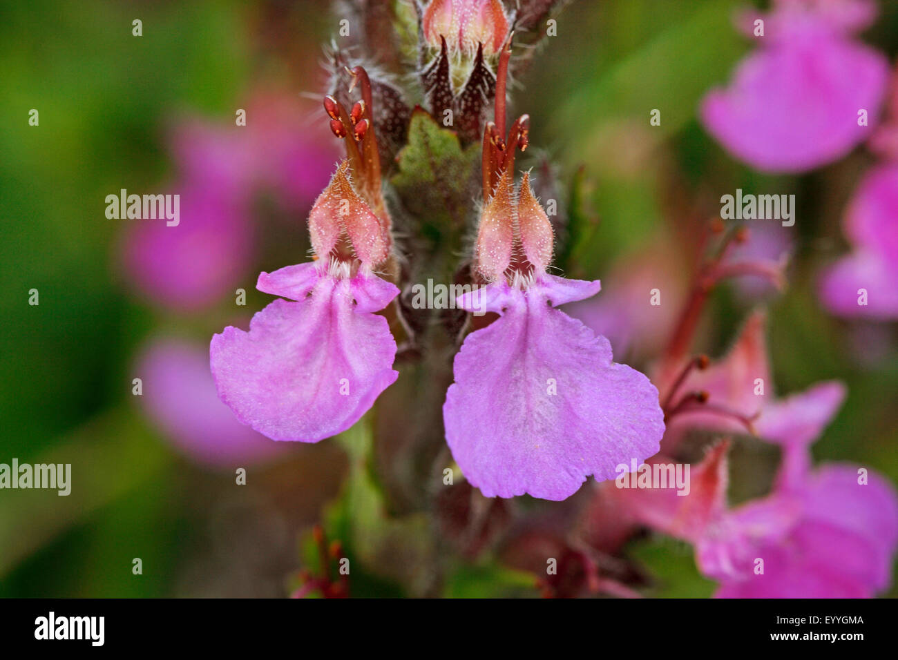 Wall germander (Teucrium chamaedrys), flowers, Germany Stock Photo