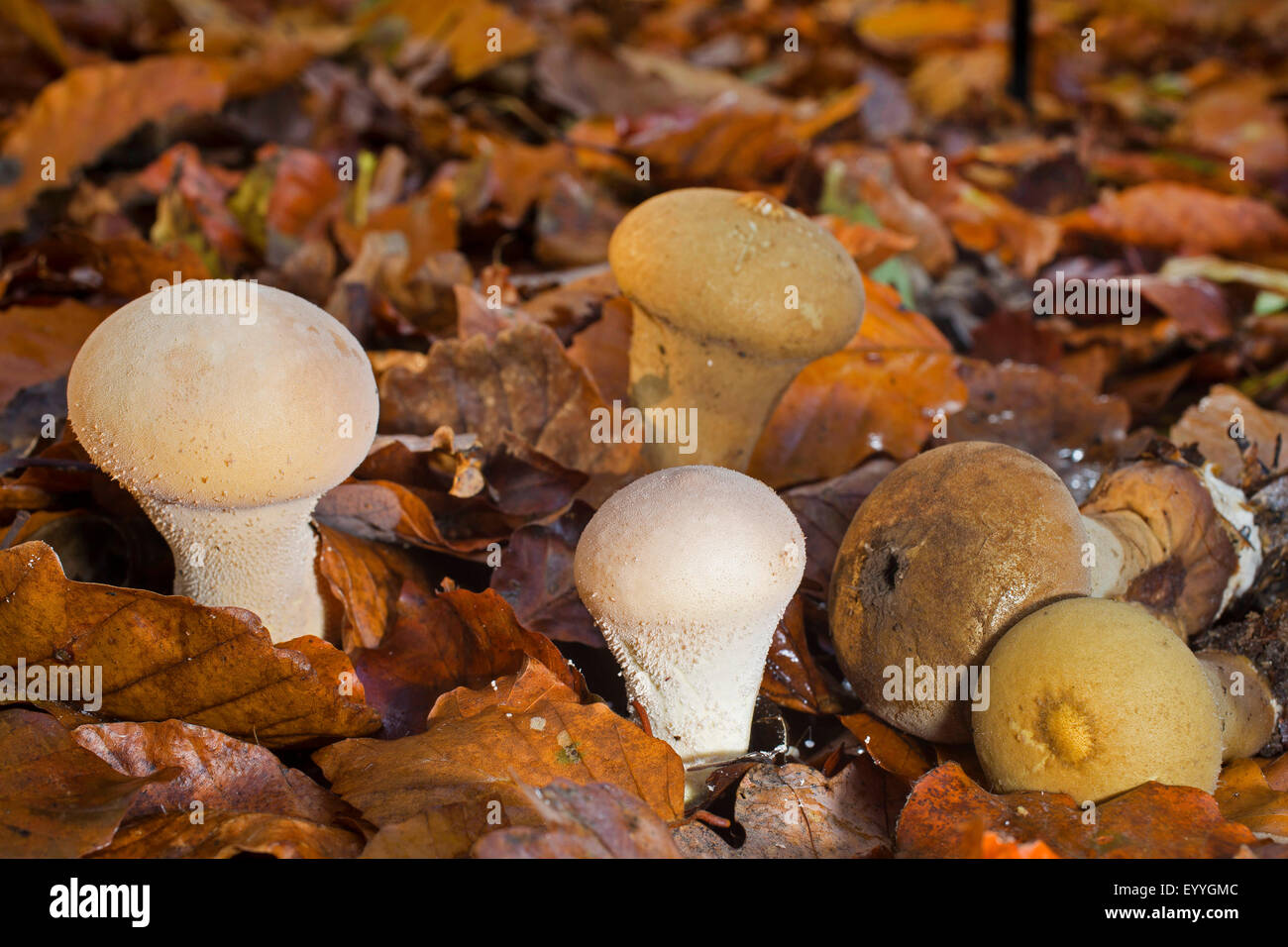 Pestle puffball (Lycoperdon excipuliforme, Calvatia excipuliformis, Calvatia saccata, Handkea excipuliformis), between autumn leaves, Germany Stock Photo