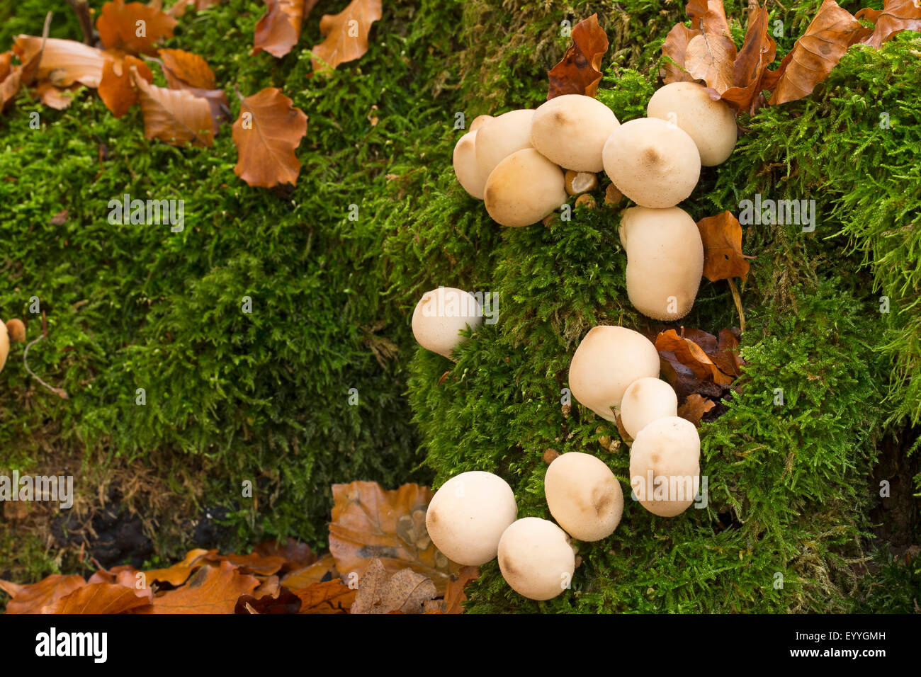 stump puffball (Lycoperdon pyriforme, Morganella pyriformis), on deadwood, Germany Stock Photo