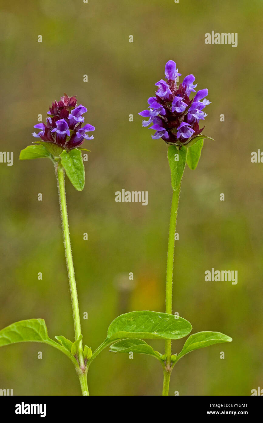 carpenter-weed, heal-all, self-heal (Prunella vulgaris), inflorescences, Germany Stock Photo